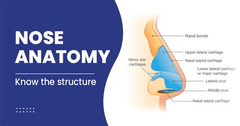 鼻子|Nose: Anatomy, Function & Related Conditions